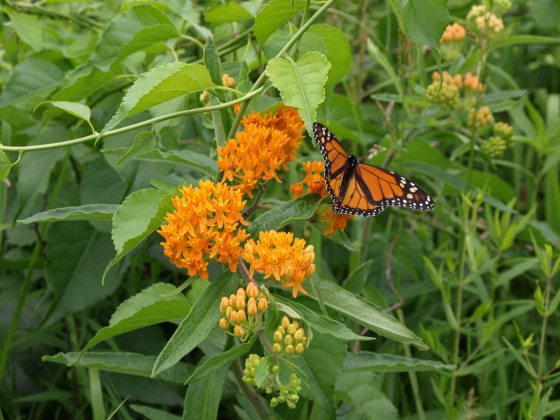 An orange and black butterfly on an orange milkweed plant. 
